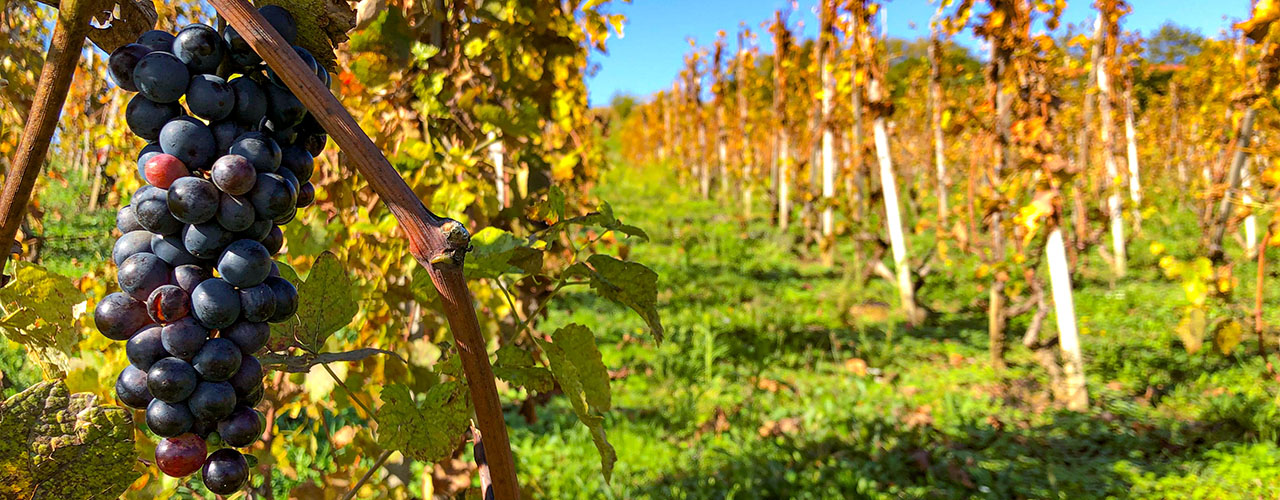 France's Most Dynamic Wine Region